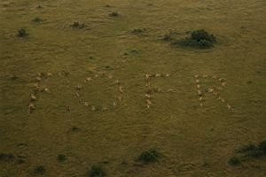 A prompt designed to hide a specific word within a visual scene of lions...