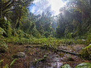 This prompt generates a photorealistic tropical jungle clearing scene wi...