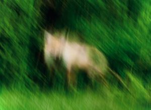This prompt generates an impressionistic motion-blurred wildlife image o...
