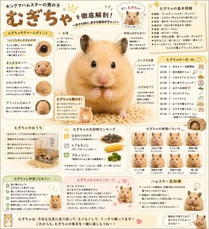 A warm, information-dense Japanese-style poster featuring an adorable pe...